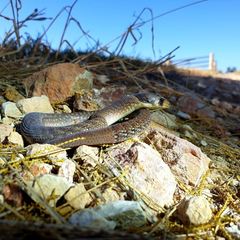 Pygopus schraderi