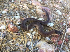 Pygopus schraderi