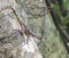 Anolis lucius