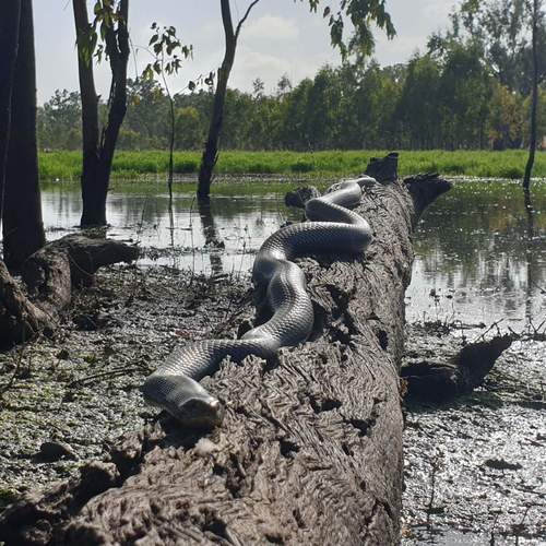 Blue-bellied Black Snake sighting