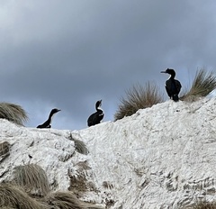 Leucocarbo carunculatus