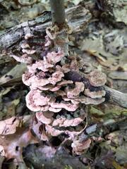 Thelephora americana