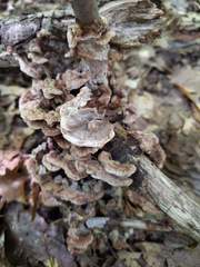 Thelephora americana