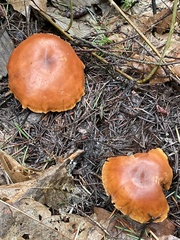 Paralepista gilva