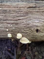 Truncospora wisconsinensis
