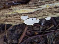 Truncospora wisconsinensis