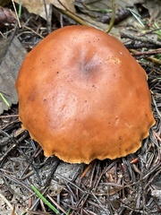Paralepista gilva