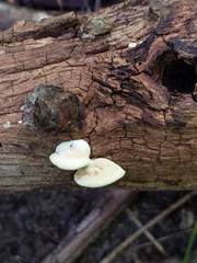 Truncospora wisconsinensis