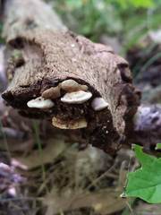 Truncospora wisconsinensis