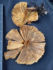 Paralepista gilva
