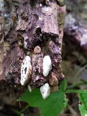 Truncospora wisconsinensis