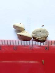 Truncospora wisconsinensis