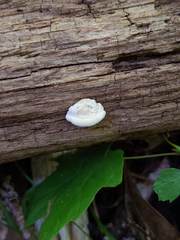 Truncospora wisconsinensis