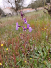Linaria incarnata