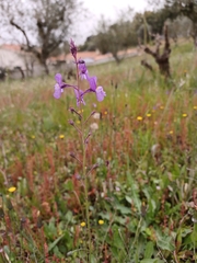 Linaria incarnata
