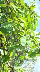 Quercus polymorpha