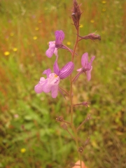 Linaria incarnata