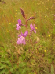 Linaria incarnata