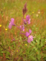 Linaria incarnata