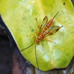 Theronia