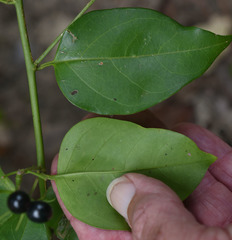 Jasminum elongatum