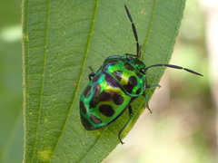 Chrysocoris dilaticollis