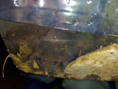 Rana sakuraii