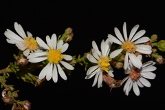 Symphyotrichum estesii