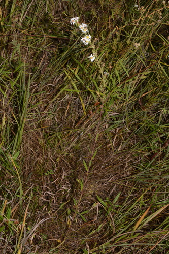 Image of May Prairie Aster (Symphyotrichum estesii) by (c) Brian Finzel, some rights reserved (CC BY-SA)