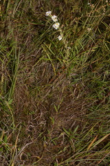 Symphyotrichum estesii