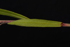 Symphyotrichum estesii