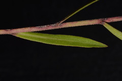Symphyotrichum estesii