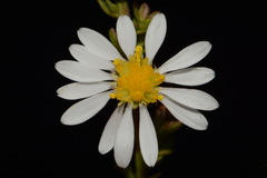 Symphyotrichum estesii