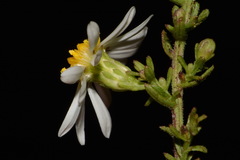 Symphyotrichum estesii
