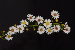 Symphyotrichum estesii