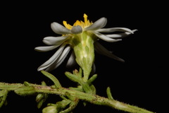 Symphyotrichum estesii