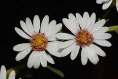 Symphyotrichum estesii