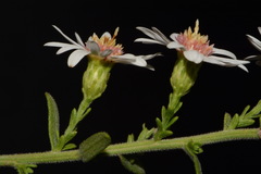 Symphyotrichum estesii