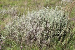 Sclerolaena birchii