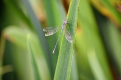 Lestes undulatus