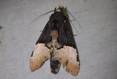 Nystalea severina