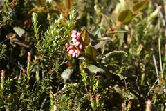 Gaultheria glomerata