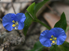 Commelina ensifolia