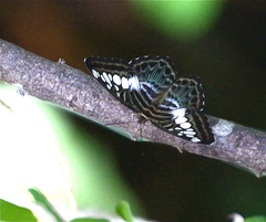 Parthenos sylvia