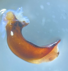 Pterostichus isabellae