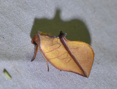 Apela