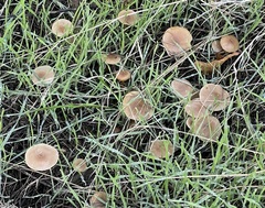 Pseudoomphalina intermedia