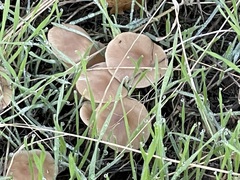 Pseudoomphalina intermedia