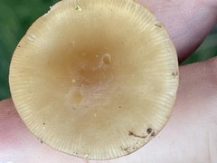 Pseudoomphalina intermedia