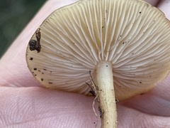 Pseudoomphalina intermedia